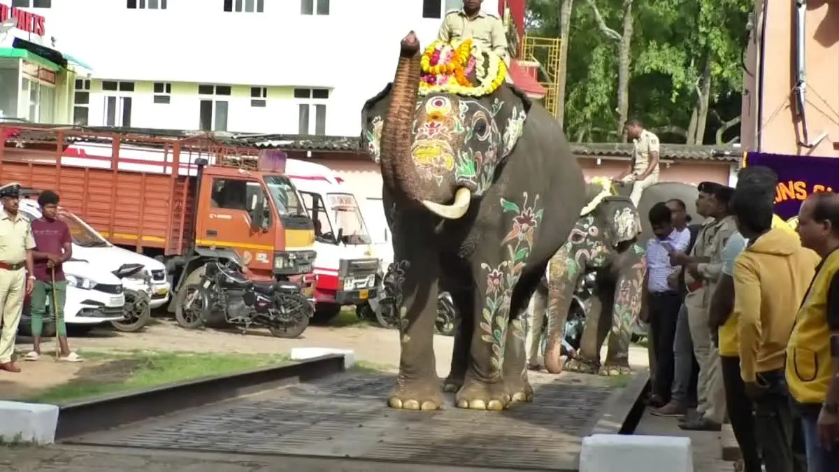 Dussehra Gajapade Weight Test