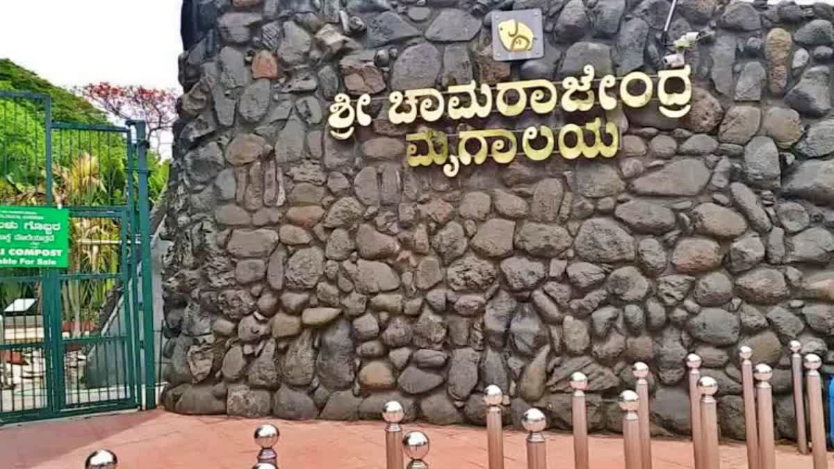 ಮೊದಲ ಬಾರಿಗೆ ಸಿಂಗಳೀಕಗಳ ಸಂತಾನೋತ್ಪತ್ತಿ ಯಶಸ್ವಿ : ಸಿಂಹಬಾಲದ ಕೋತಿ ಮರಿ ಜನನ