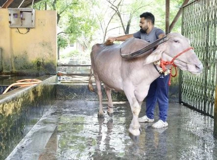 ಎಮ್ಮೆಗಳಿಗೂ ಬ್ಯೂಟಿ ಪಾರ್ಲರ್!