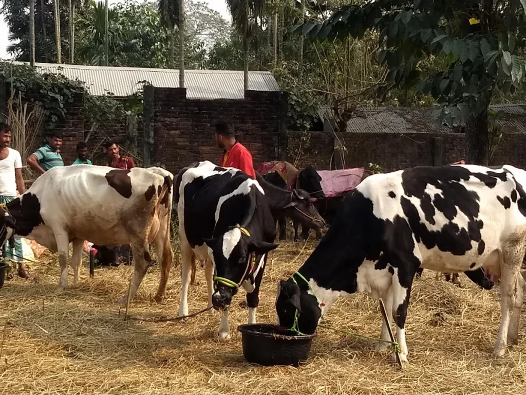 ಗ್ರಾಮೀಣ ಯುವಕರಿಗೆ ಮಾದರಿ ಪಶುಸಂಗೋಪನೆ