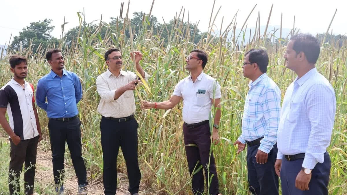 ಟರ್ಕಿ ದೇಶದ ಸಜ್ಜೆ ಬೆಳೆದು ಬಂಪರ್ ಲಾಭ ಪಡೆದ ಗಂಗಾವತಿ ರೈತ