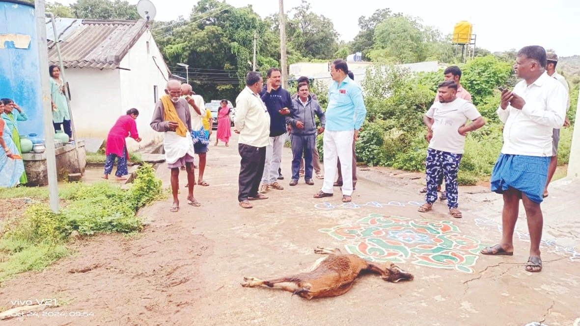 ರಾಮಸಾಗರದಲ್ಲಿ ಮೇಕೆ ಕುರಿಗಳು ಸಿಡಿಲಿಗೆ ಬಲಿ