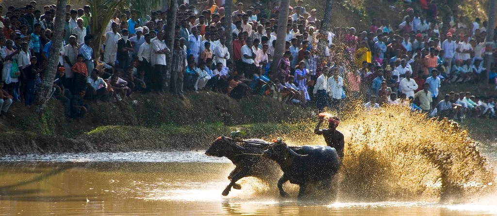 'ಕಂಬಳ'ದಲ್ಲಿ ಪ್ರಾಣಿಗಳ ಹಿಂಸೆ ; ಪೆಟಾ ಆರೋಪಕ್ಕೆ ಸರ್ಕಾರದ ಸ್ಪಷ್ಟನೆ