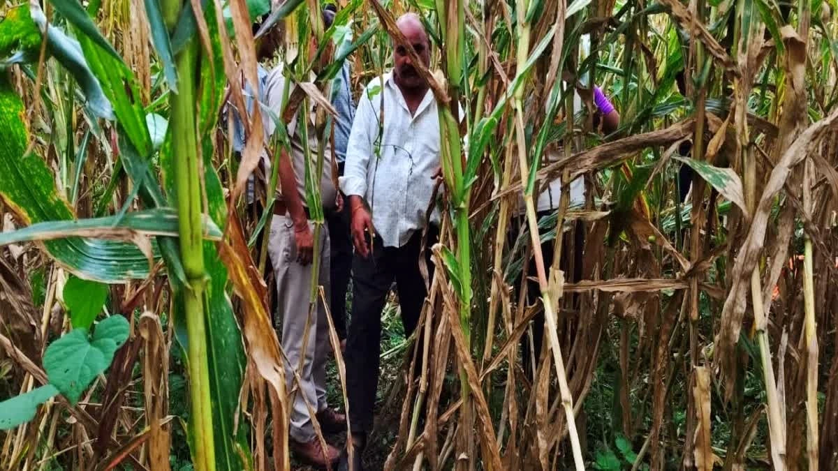 ಚಿರತೆ ದಾಳಿ || 10 ದಿನದಲ್ಲಿ ಆರನೇ ಸಾವು : ಸ್ಥಳೀಯರಲ್ಲಿ ಆತಂಕ