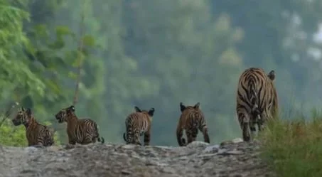 ನಾಲ್ಕು ಮರಿಗಳಿಗೆ ಜನ್ಮ ನೀಡಿದ ಹುಲಿ