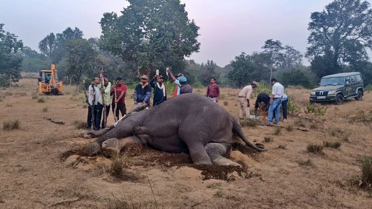 Mysterious death of 10 elephants in Madhya Pradesh: Investigation by state and central governments