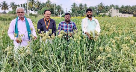 ಸಾಮೆಯಲ್ಲ.. ದುಮ್ಮಿಯಲ್ಲಿ ಬೆಳೆಯುತ್ತಿದೆ ಬಿಳಿ ರಾಗಿ...