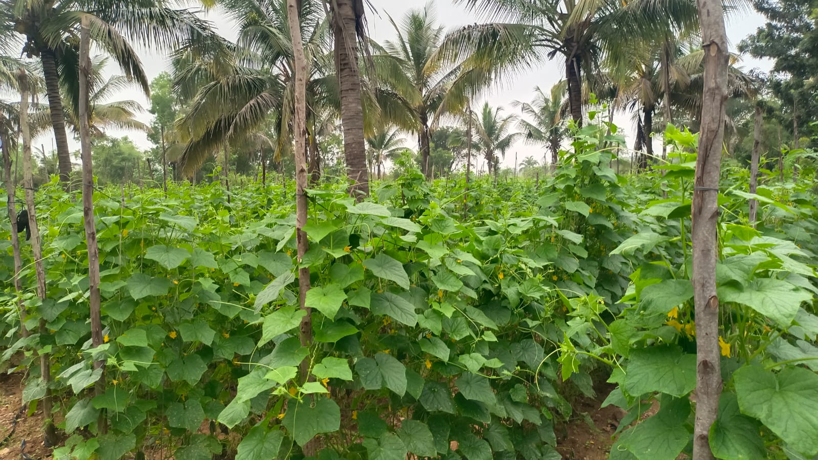 ರೈತನ ಬದುಕಿಗೆ ವರದಾನವಾಗದ ಮಿಡಿ ಸೌತೆ!