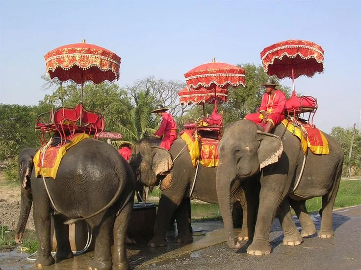 ಆನೆಗಳ ಶೋಷಣೆ ಮುಂದುವರಿದರೆ ಡೈನೋಸಾರ್ಗಳಂತೆ ಶೀಘ್ರದಲ್ಲೇ ಆನೆಗಳು ನಾಶವಾಗುತ್ತವೆ