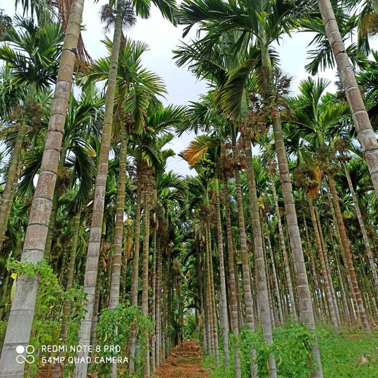 ಅಡಿಕೆಯನ್ನು ವೈಜ್ಞಾನಿಕವಾಗಿ ಬೆಳೆಯಬಹುದಾ ?