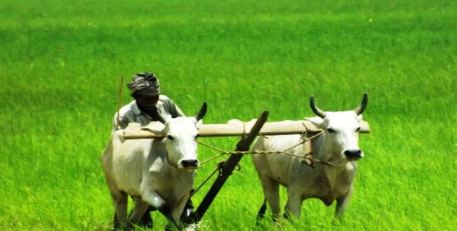 ನಬಾರ್ಡ್ ಸಾಲ ಕಡಿತ, ರೈತರಿಗೆ ಆಘಾತ!