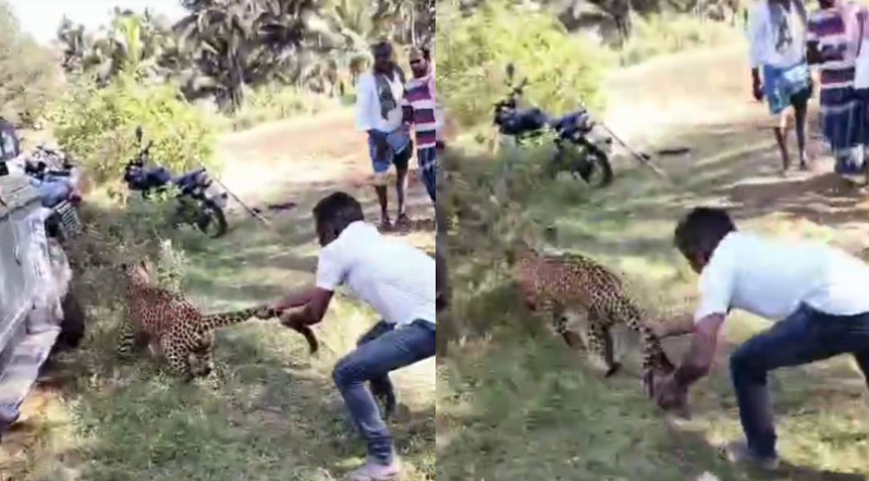 ತುಮಕೂರು || ಚಿರತೆ ಬಾಲ ಹಿಡಿದು ಬೋನಿಗೆ ಹಾಕಿದ ಯುವಕ – ಅರಣ್ಯ ಇಲಾಖೆ ಸಿಬ್ಬಂದಿ ಶಾಕ್