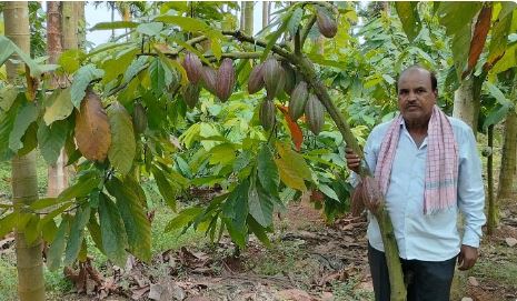 ಕೋಕೋ ಬೆಳೆ  ರೈತರಿಗೆ ಲಾಭದಾಯಕ, ಕಡಿಮೆ ನೀರು ಸಾಕು, ನಿರ್ವಹಣಾ ವೆಚ್ಚವಿಲ್ಲ