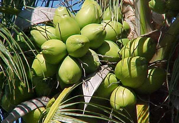 ತೆಂಗಿನ ತೋಟ - ಬೇಸಿಗೆಯಲ್ಲಿ ತೇವಾಂಶ ರಕ್ಷಣೆಗೆ ಹೀಗೆ ಮಾಡಿ