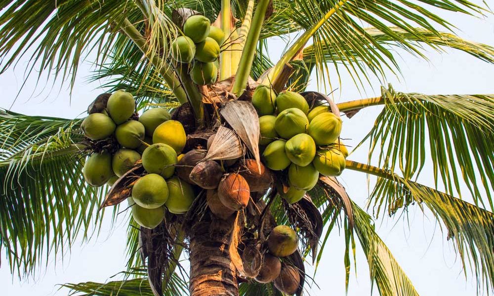 ತೆಂಗಿನ ತೋಟ - ಬೇಸಿಗೆಯಲ್ಲಿ ತೇವಾಂಶ ರಕ್ಷಣೆಗೆ ಹೀಗೆ ಮಾಡಿ