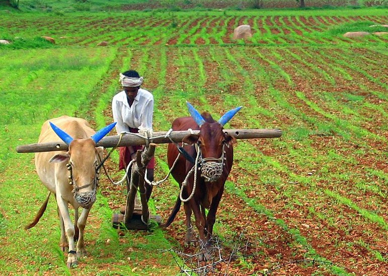 ಭಾರತದಲ್ಲಿ ಕೃಷಿಯ ಆರಂಭ ಹೇಗಾಯಿತು ನಿಮಗೆ ಗೊತ್ತೇ ? ಇಲ್ಲಿದೆ ಮಾಹಿತಿ