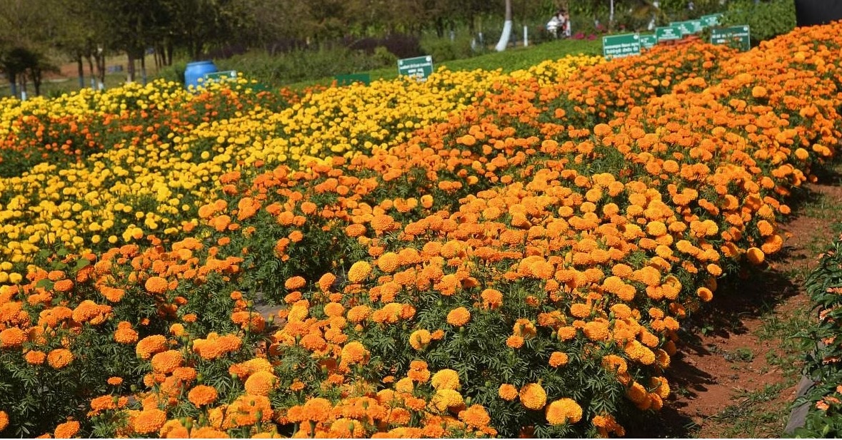 ತೋಟಗಾರಿಕೆ ಬೆಳೆಗಳಲ್ಲಿ ಅಂತರ ಬೆಳೆಗಳ ಮಹತ್ವದ ಬಗ್ಗೆ ನಿಮಗೆ ಗೊತ್ತಾ ? ಇಲ್ಲಿದೆ ಮಾಹಿತಿ !