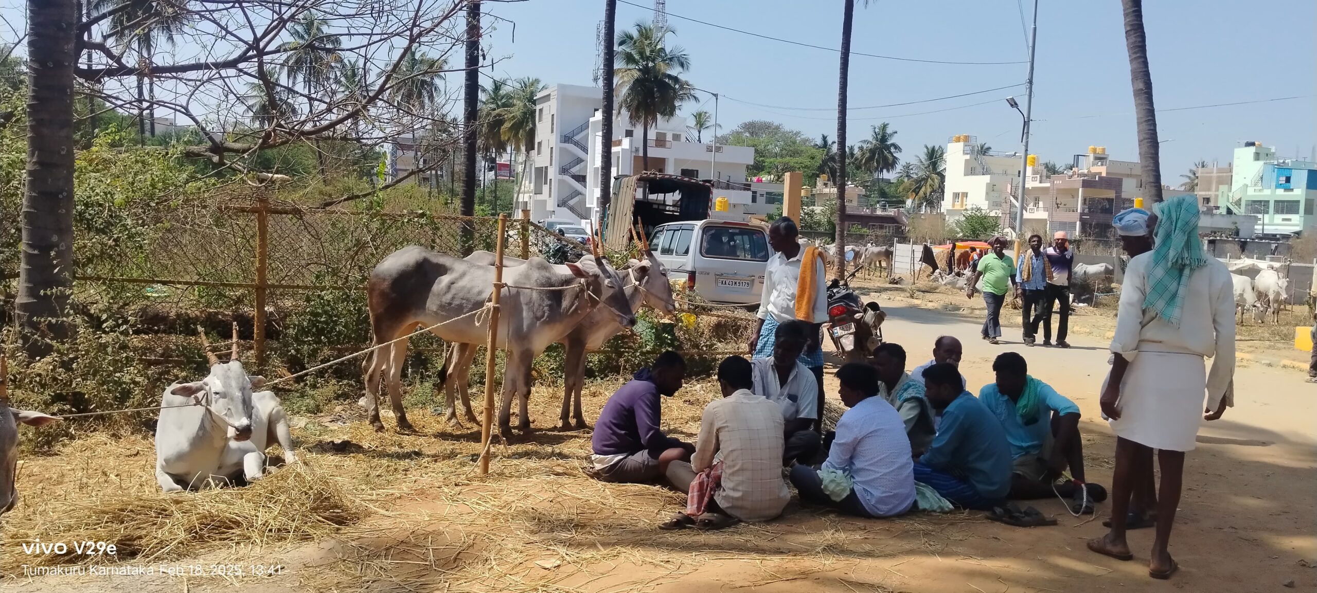 ತುಮಕೂರು || ಶ್ರೀ ಸಿದ್ದಗಂಗಾ ಜಾತ್ರೆಯಲ್ಲಿ ರಾಸುಗಳ ಜಾತ್ರೆ ಬಲು ಆಕರ್ಷಣೀಯ