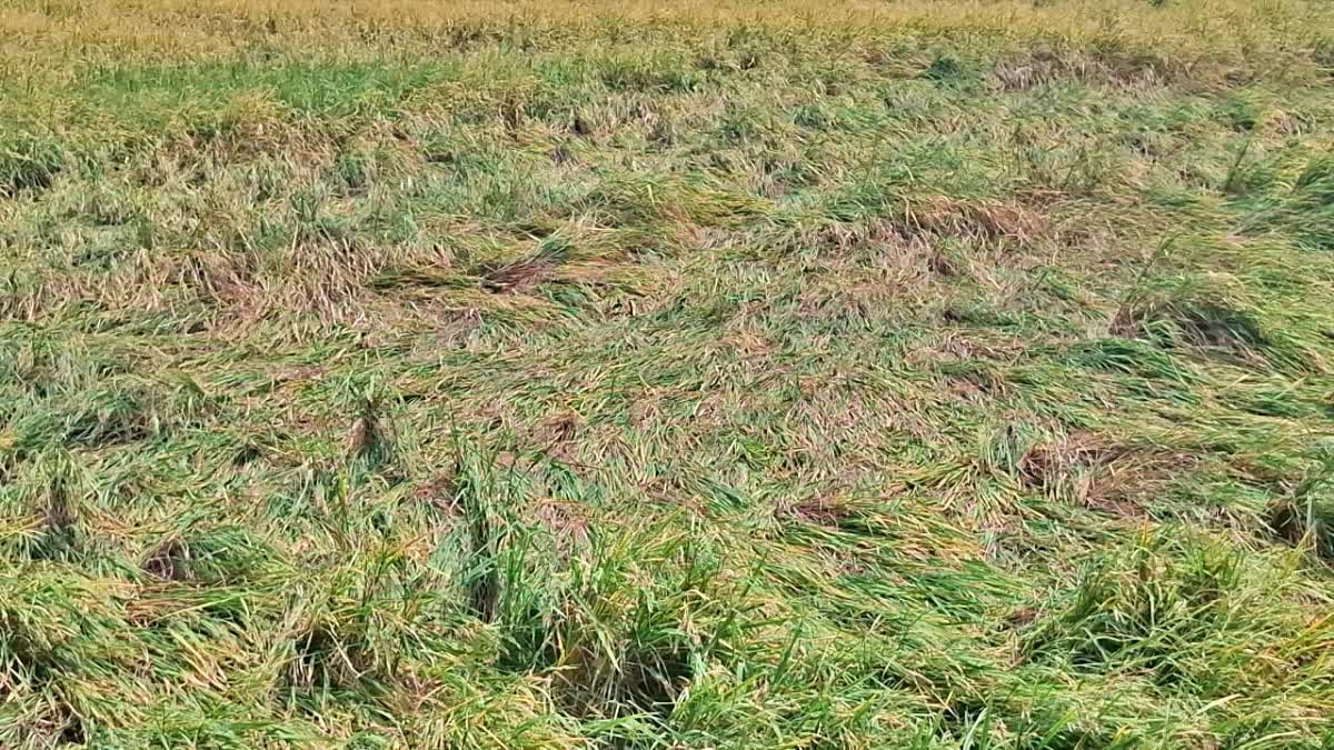 ರಾಯಚೂರು || Heavy rains : ಭತ್ತದ ಬೆಳೆ damaged, ರೈತ ಕಂಗಾಲು