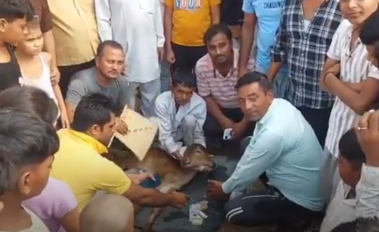 ಬಾಗ್ಪತ್ || ಉತ್ತರ ಪ್ರದೇಶದಲ್ಲಿ 2 ತಲೆ, 3 ಕಣ್ಣುಗಳೊಂದಿಗೆ ಜನಿಸಿದ ಕರು; ಜನರಿಂದ ಪೂಜೆ, ಆರಾಧನೆ!