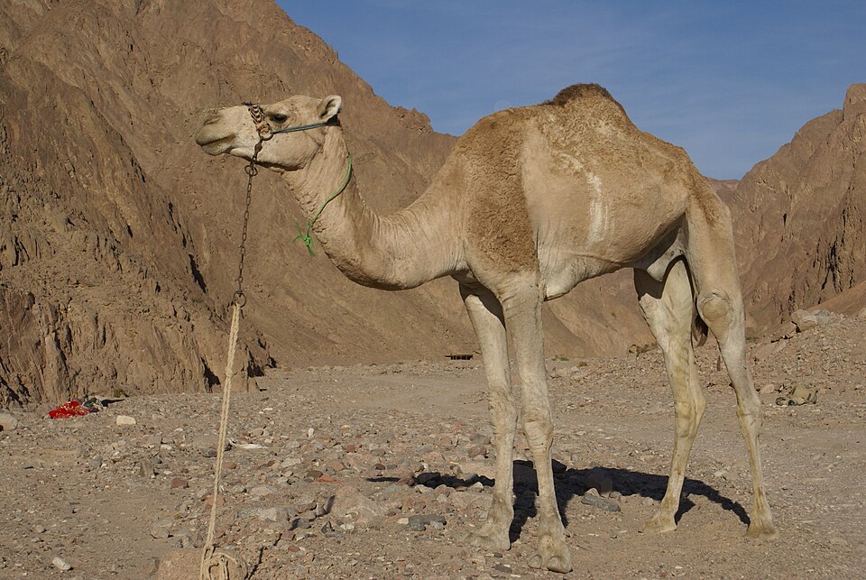 ಹೈದರಾಬಾದ್ || camel ಮೇಲೆ ಮಲಗಿ ಎಕ್ಸ್ಪ್ರೆಸ್ವೇನಲ್ಲಿ ಸವಾರಿ ಹೊರಟ ಕುಡುಕ