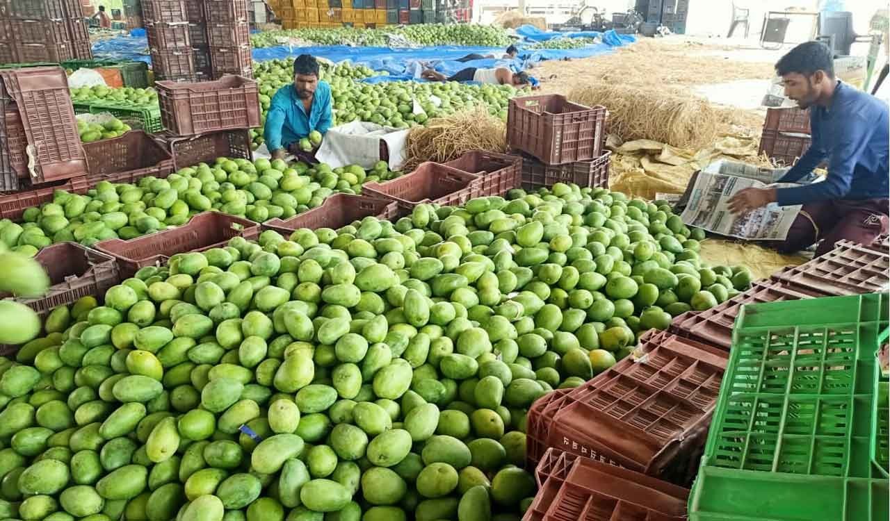 ರಾಜ್ಯದ ಮಾವು ಬೆಳೆಗಾರರಿಗೆ ಸಿಹಿ ಸುದ್ದಿ ನೀಡಿದ ಸಚಿವ Chaluvarayaswamy