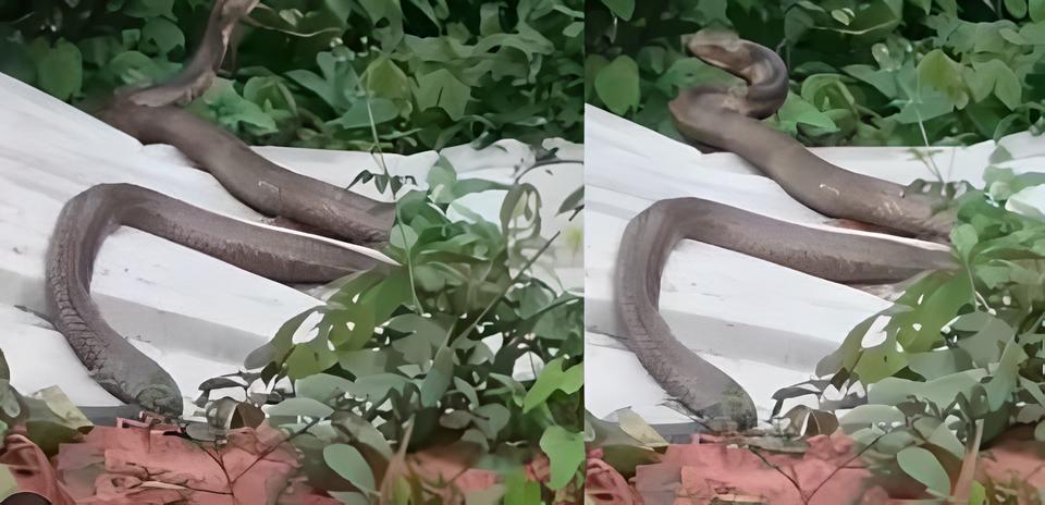 ಹಾಸನ || ಕಾಣಿಸಿಕೊಂಡ 12 ಅಡಿ ಉದ್ದದ ಕಾಳಿಂಗ snake , ಭಯಭೀತರಾದ ಜನ!