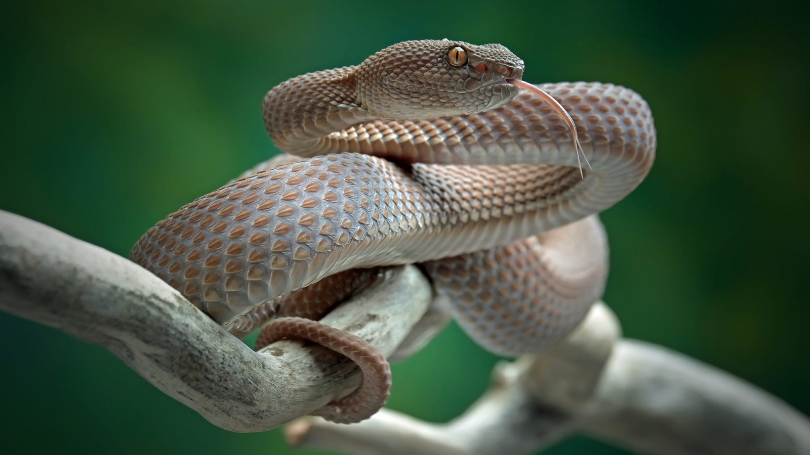 ಅಬ್ಬಬ್ಬಾ… ಹೂ ಹಿಡಿದಷ್ಟು ಸಲೀಸಾಲಿ Cobra ಹಿಡಿದ ವ್ಯಕ್ತಿ..!