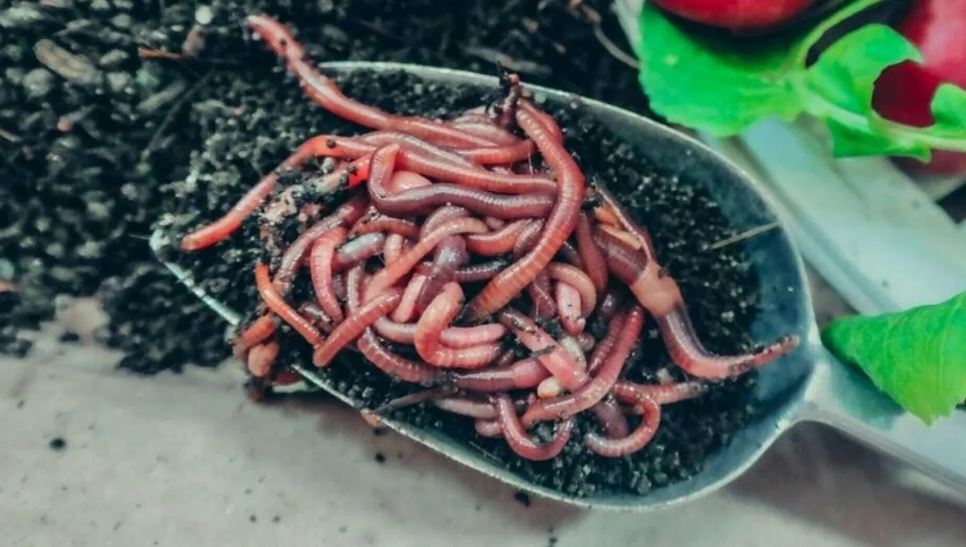 ಒಂದು ತಿಂಗಳಿನಿಂದ ಜೀವಂತ ಹುಳುಗಳನ್ನು vomiting ಮಾಡುತ್ತಿರುವ ಬಾಲಕಿ, ಇದಕ್ಕೆ ಕಾರಣ ಒಳಚರಂಡಿ..!