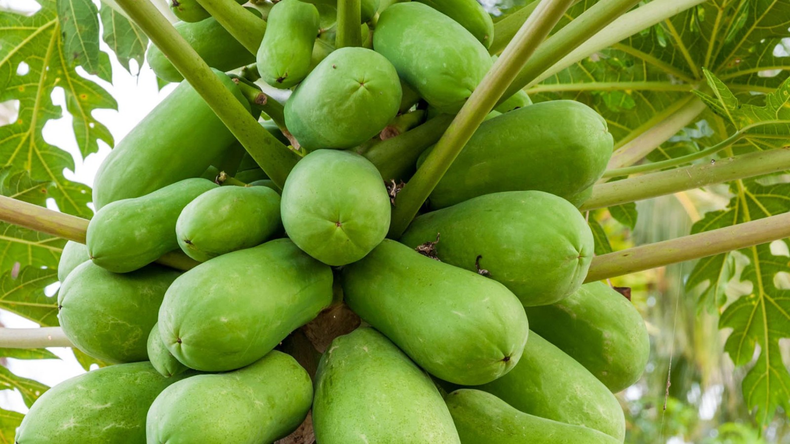 ಈ ವಿಷಯ ಗೊತ್ತಾದ್ರೆ ಪ್ರತಿದಿನ ಖಾಲಿ ಹೊಟ್ಟೆಯಲ್ಲಿ ಹಸಿ Papaya ತಿಂತೀರಾ..!