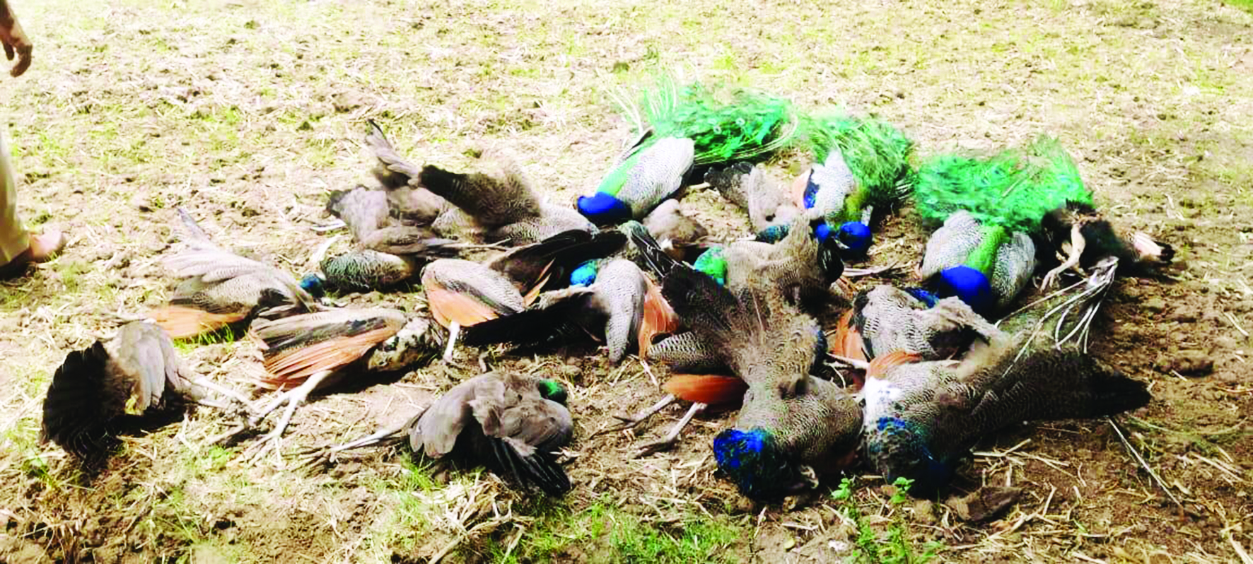19 peacocks die mysteriously