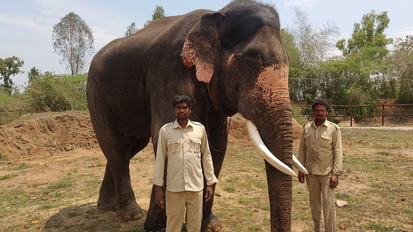 ದಸರಾ ಆನೆಗಳಿಗೆ ರಾಜಾತಿಥ್ಯ ನೀಡಲು ಅರಮನೆಯಲ್ಲಿ ಭರ್ಜರಿ ಸಿದ್ಧತೆ.