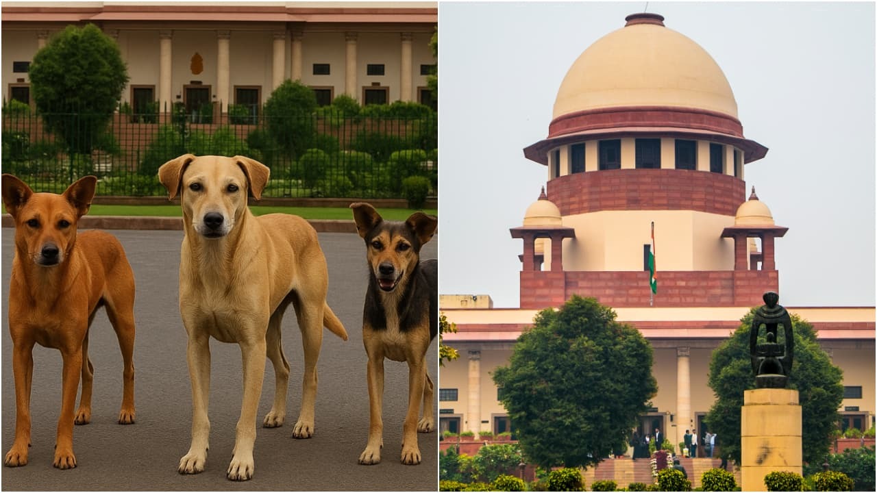 ದೆಹಲಿ, ಎನ್ಸಿಆರ್ನಲ್ಲಿ ಬೀದಿ ನಾಯಿಗಳ ಕಾಟ ವಿಪರೀತ : ಸಂತಾನ ಹರಣ ಚಿಕಿತ್ಸೆ ಮಾಡಿಸಿ ಹೊರಗೆ ಬಿಡಿ. । Stray Dog