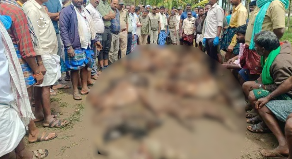 ಕೊಟ್ಟಿಗೆಗೆ ನುಗ್ಗಿದ ಚಿರತೆಗಳು:30ಕ್ಕೂ ಹೆಚ್ಚು ಕುರಿಗಳ ಮಾ*ರಣಹೋಮ.