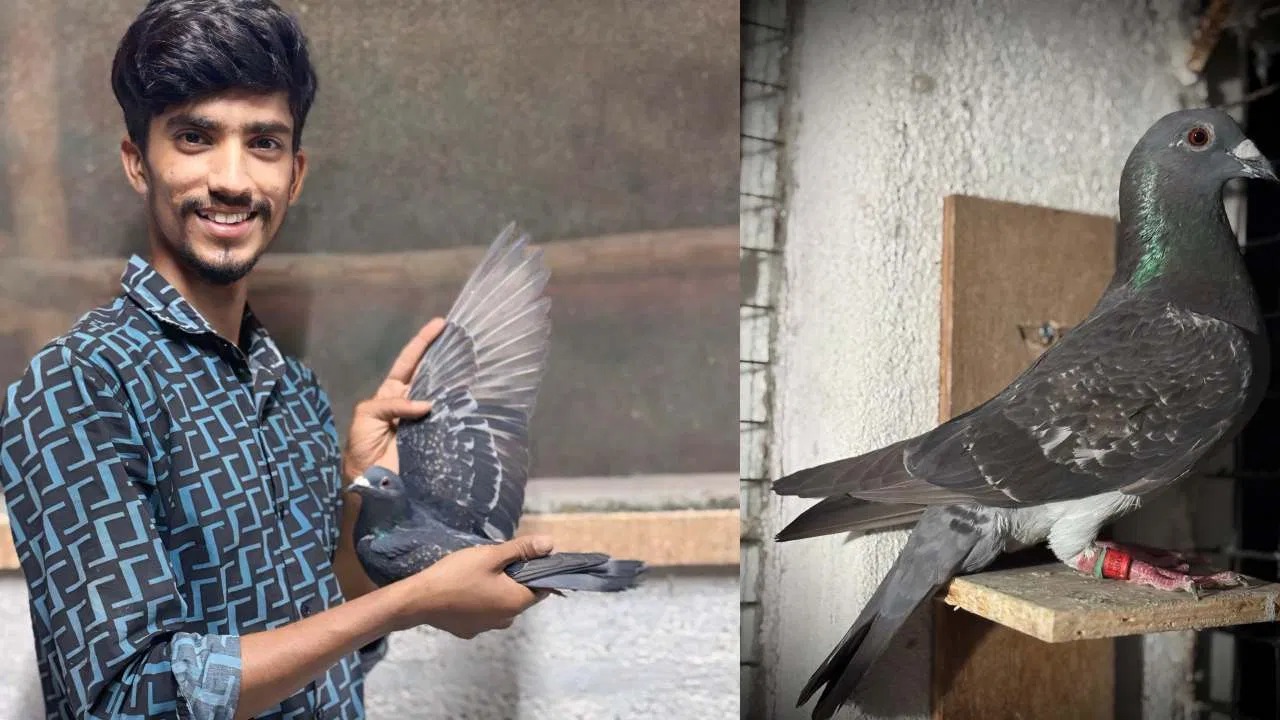 ಮಂಡ್ಯ || ದೆಹಲಿಯಿಂದ ಮಂಡ್ಯಕ್ಕೆ ಮಾಲೀಕನ ಹುಡುಕಿ ಬಂದ ಪುಟ್ಟ ಪಾರಿವಾಳ ಮರಿ..!