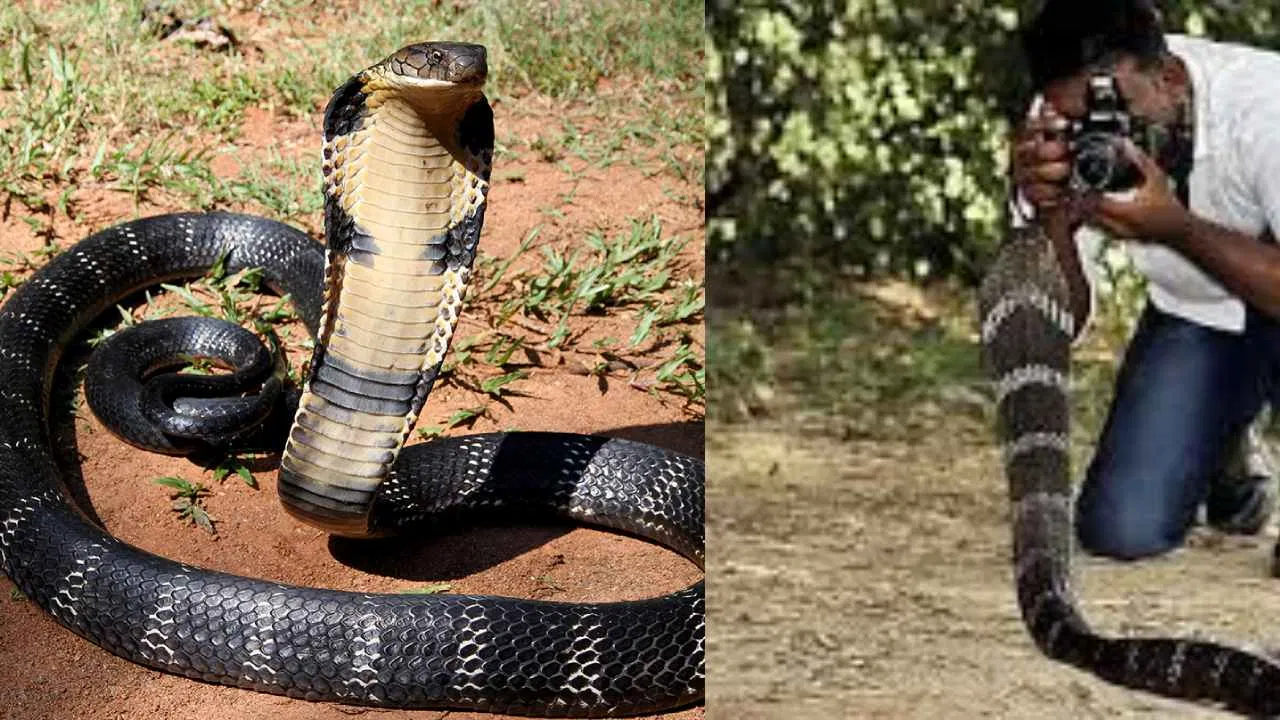 ಆಗುಂಬೆ ಕಾಳಿಂಗ ಸರ್ಪ ಸಂಶೋಧನಾ ಕೇಂದ್ರದಲ್ಲಿ ವಂಚನೆ? ತನಿಖೆಗೆ ಸಚಿವರ ಆದೇಶ.