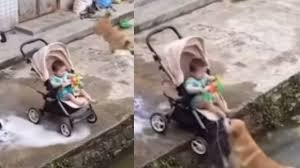 ದೇವರಾಗಿ ಬಂದು ಮಗುವನ್ನು ರಕ್ಷಿಸಿದ ಶ್ವಾನ: ಸ್ಟ್ರಾಲರ್ ನೀರಿಗೆ ಬೀಳಲಿದ್ದ ಕ್ಷಣದಲ್ಲಿ ತಡೆಯುವ ಹೃದಯಸ್ಪರ್ಶಿ ದೃಶ್ಯ,