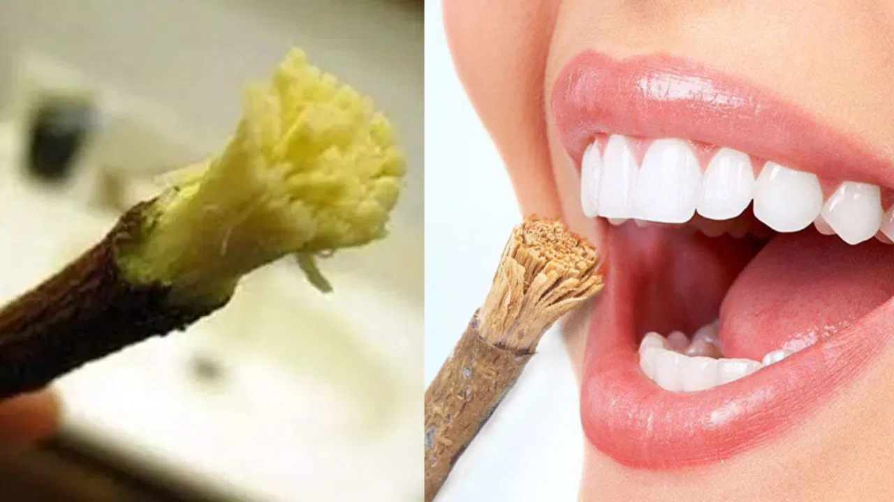 ಟೂತ್‌ಬ್ರಷ್‌ವಿಲ್ಲದೆ ಹಲ್ಲು ಶುದ್ಧವಾಗುತ್ತಾ? ಈ 3 ಗಿಡಮೂಲಿಕೆ ಕಡ್ಡಿ ಬಳಸಿ ನೋಡಿ ಮ್ಯಾಜಿಕ್!
