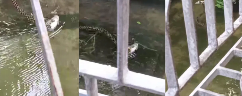 ಬಾಯಲ್ಲಿ ಮೀನನ್ನು ಕಚ್ಚಿಕೊಂಡು ಈಜಿದ ಹಾವು .?