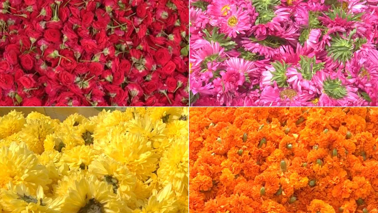 ದಸರಾ ಶುರುವಾಗುತ್ತಿದ್ದಂತೆ ಹೂವಿನ ಬೆಲೆ ಪಾತಾಳಕ್ಕೆ! ರೈತರ ಕನಸು ಕುಸಿತಕ್ಕೆ ತುತ್ತಾಗಿದ್ದು, ನೆರವಿಗಾಗಿ ಕೂಗು.