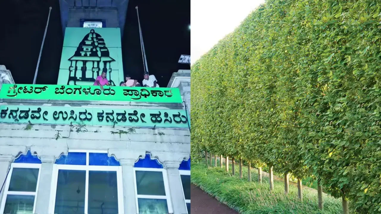 BBMP ನೆಟ್ಟಿದ್ದ 25,000+ ಗಿಡಗಳಿಗೆ ಮಾರಣಹೋಮ ಶೋಕಿ! ಮಾನವನಿಗೆ ಹಾನಿಕಾರಕ ಎಂದು ತೀರ್ಪು.
