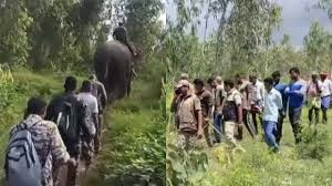 ಚಾಮರಾಜನಗರದಲ್ಲಿ ಹುಲಿಯ ಕಣ್ಣಾ ಮುಚ್ಚಾಲೆ: 62 ಅರಣ್ಯ ಸಿಬ್ಬಂದಿಯೂ ಪತ್ತೆ ಹಚ್ಚಲಾರದೆ ಪರದಾಡುತ್ತಿದ್ದಾರೆ!