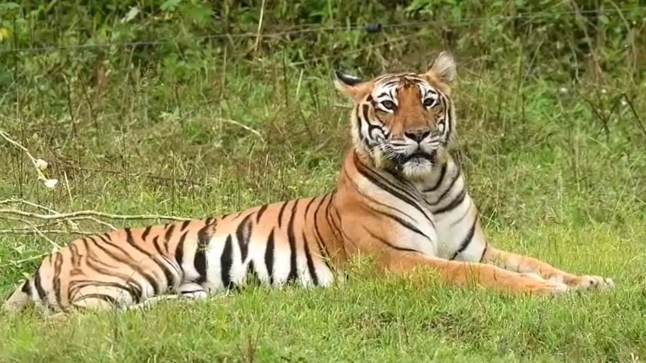 ದಮ್ಮನಕಟ್ಟೆ ಸಫಾರಿಯಲ್ಲಿ ಬಿಂದಾಸ್ ಹುಲಿ ದರ್ಶನ! ಪ್ರವಾಸಿಗರಲ್ಲಿ ಖುಷಿ.