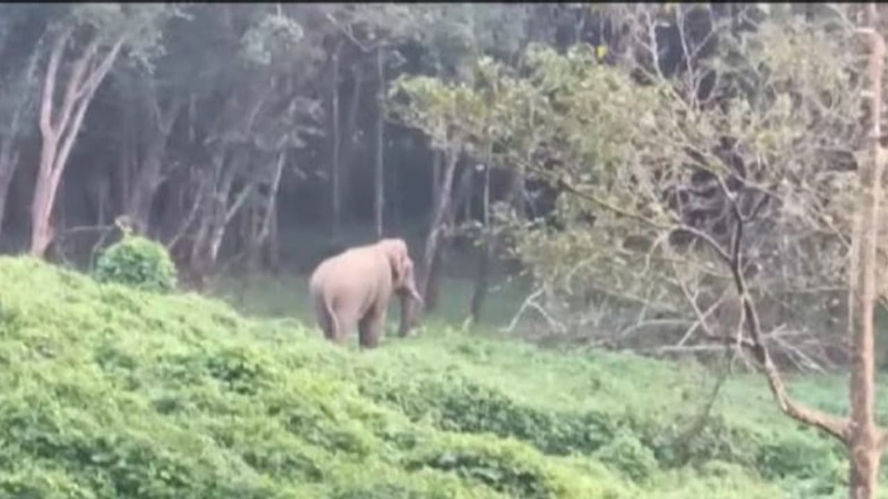 ಚಿಕ್ಕಮಗಳೂರಿನಲ್ಲಿ ಆನೆ ದಾಳಿ: ಇಬ್ಬರ ಸಾ*, ಗ್ರಾಮಸ್ಥರು ಅರಣ್ಯ ಇಲಾಖೆಯನ್ನು ಆರೋಪಿಸಿ ಪ್ರತಿಭಟನೆ.