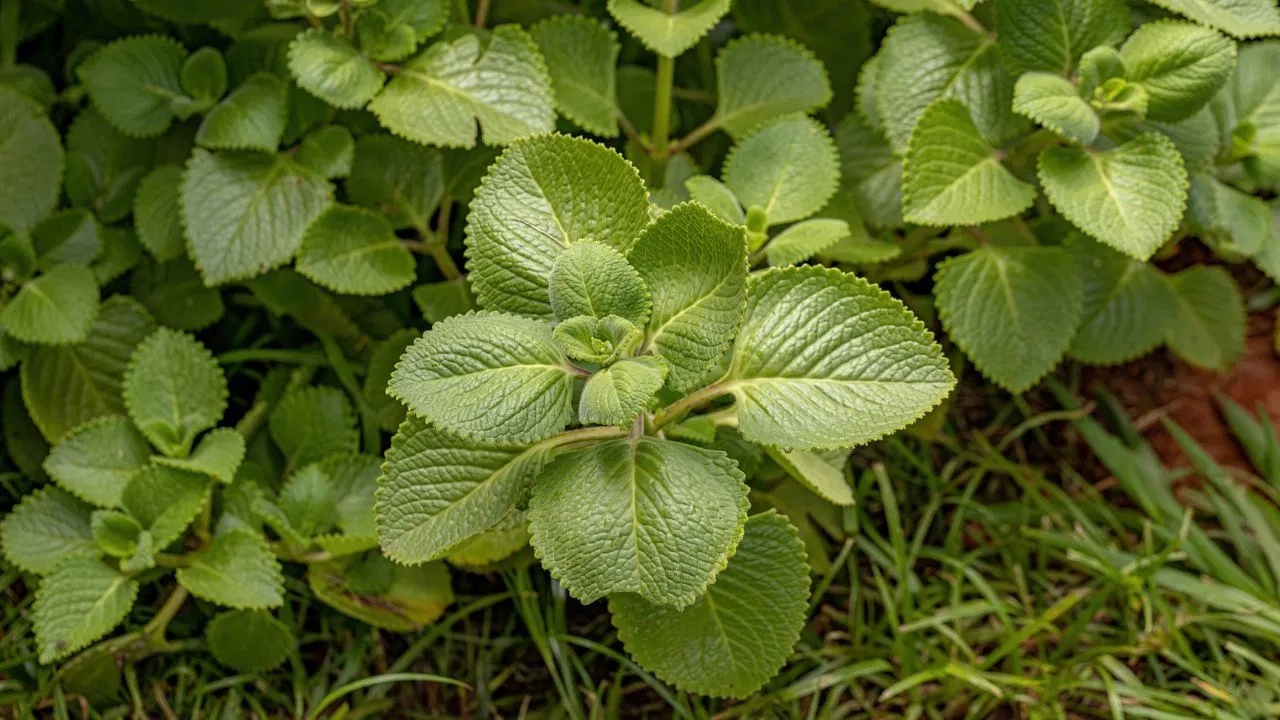  “ಚಳಿಗಾಲದಲ್ಲಿ ದೊಡ್ಡಪತ್ರೆ ಎಲೆ ಸೇವಿಸಿ, ಶೀತ, ಕೆಮ್ಮು, ರಕ್ತಹೀನತೆ ಸೇರಿದಂತೆ ಹಲವು ಆರೋಗ್ಯ ಸಮಸ್ಯೆಗಳಿಂದ ರಕ್ಷಿಸಿ!”