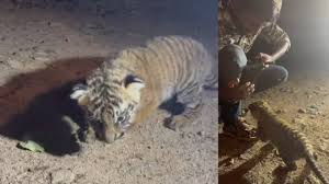 ಹುಲಿ ಮರಿಗಳನ್ನು ಸ್ಪರ್ಶಿಸಿದ್ದಕ್ಕಾಗಿ NGO ವಿರುದ್ಧ ಕ್ರಮಕ್ಕೆ ಆಗ್ರಹ – ಚಾಮರಾಜನಗರದಲ್ಲಿ ವಿವಾದ ಉಂಟು!