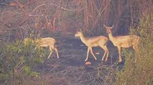 ಕಿತ್ತೂರು ಚನ್ನಮ್ಮ ಕಿರು ಮೃಗಾಲಯದಲ್ಲಿ 28 ಕೃಷ್ಣ ಮೃಗಗಳು ಅನುಮಾನಾಸ್ಪದ ಸಾ*ವು.