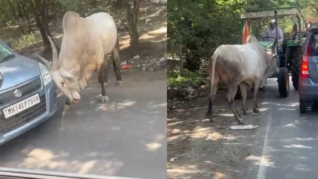  “ಈ ಏರಿಯಾ ಡಾನ್ ನಾನು!” — ಕಾರು ಅಡ್ಡಗಟ್ಟಿ ಗೂಳಿಯ ದಾದಾಗಿರಿ; ಪುಣೆ.