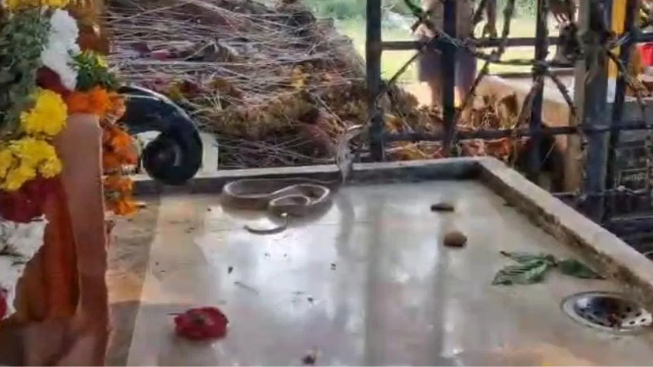 ಶಿವಾಲಯದಲ್ಲಿ ನಾಗರಹಾವು ಪ್ರತ್ಯಕ್ಷ! ಭಕ್ತರ ಸಂಭ್ರಮ.