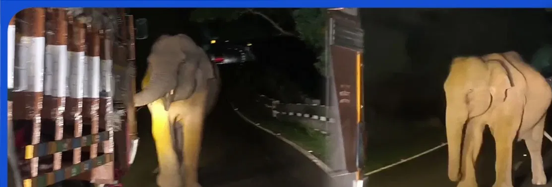 ಚಾಮರಾಜನಗರ ದಿಂಬಂ ಘಾಟ್ನಲ್ಲಿ ಕಾಡಾನೆ ಉಪಟಳ: ಲಾರಿ, ವಾಣಿಜ್ಯ ವಾಹನಗಳಿಗೆ ತಡೆ.